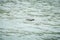 Lone cormorant swimming in sea