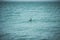 Lone cormorant swimming in sea