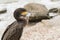 Lone cormorant with yellow five on beak stands on rock. Wild animal on sea bitch. Bird Phalacrocorax of the Azov Sea. Ukraine