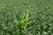 Lone corn plant grows in a bean field