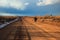 Lone Cow on the Dirt Road