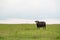 Lone cow in flat pasture