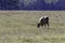 Lone cow grazing - horizontal