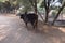 A lone cow is walking