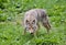 A lone coyote (Canis latrans) standing in a grassy field in springtime in Canada