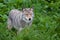 A lone coyote (Canis latrans) standing in a grassy field in springtime in Canada