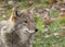 A lone coyote Canis latrans standing in a grassy green field in autumn in Canada