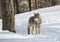 Lone coyote Canis latrans standing and hunting in the winter snow in Canada