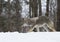 A lone coyote (Canis latrans) walking and hunting the winter snow in Canada