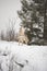 Lone Coyote howling on the snowy mountaintop