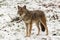 Lone Coyote in a winter landscape