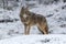 Lone Coyote in a winter landscape