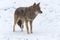 Lone Coyote in a winter landscape