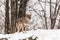 A lone coyote in a winter scene