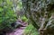 The Lone Creek Falls: walkway leading to the dramatic waterfalls in the Blyde River Canyon, Panorama Route, South Africa