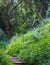 The Lone Creek Falls: walkway leading to the dramatic waterfalls in the Blyde River Canyon, Panorama Route, South Africa