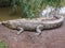 Lone crocodile in Bandung Zoo Lake