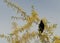 Lone Crow sits in top of yellow bush.