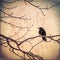 Lone crow sitting on a branch with textured background