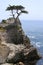 Lone Cypress on 17-Mile Drive