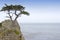 Lone cypress