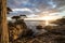 Lone Cypress