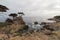 Lone Cypress, Pebble Beach, California