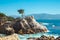 The Lone Cypress on scenic 17-mile drive, Pebble Beach, California, USA