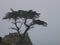 The Lone Cypress Tree - 17 mile Drive
