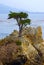 Lone Cypress Tree