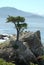 Lone Cypress Tree on Monterey Peninsula