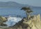 Lone cypress tree, Pebble Beach, CA