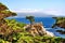 Lone Cypress Tree at Pebble Beach in California