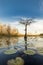 A lone cypress tree stands in a pond of lily pads, Nymphaeaceae sp. at sunset in the Okefenokee swamp of Georgia, USA