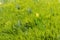 A lone daffodil on a grass filled meadow