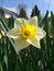 Lone daffodil taken in a driveway