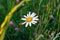 Lone daisy in the field