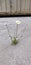 A lone daisy grows out of an asphalt crack.  The road is gray but the flower is colorful.