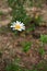 a lone daisy standing in the middle of a dirt ground