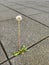 Lone Dandelion Growing Between Pavement Blocks