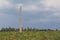 Lone dead pine tree in an Ardennes landscape