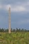 Lone dead pine tree in an Ardennes landscape