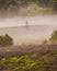 A lone dead tree on a hill with blooming lupines in the morning mist.