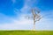 Lone Dead Tree in Paddock