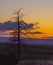 Lone DeadTree in the Sunset