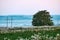 Lone deciduous tree in field of white wildflowers.