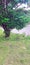 A lone deciduous tree with a massive trunk on the shore of a pond