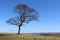 Lone Deciduous Tree in Winter