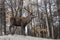 A lone deer in a forest