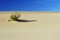 Lone desert bush in Death Valley